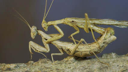Clode-up of couple of praying mantis mating on tree branch. The mating process of praying mantises. Crimean praying mantis (Ameles heldreichi)