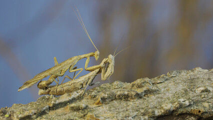 Couple of praying mantis mating on tree branch. The mating process of praying mantises. Crimean praying mantis (Ameles heldreichi)
