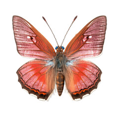 Naklejka premium Bramble hairstreak butterfly - Callophrys rubi. Transparent PNG. Generative AI