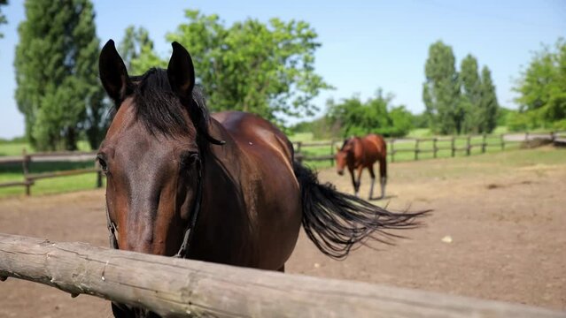 A beautiful, thoroughbred horse stands behind an old wooden fence on a horse farm. The animal is resting in the fresh air.