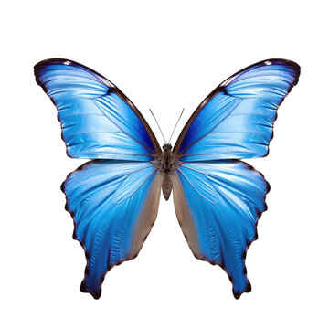 Blue morpho butterfly -  Morpho peleides. Transparent PNG. Generative AI