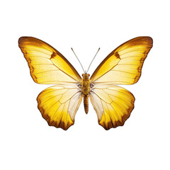 Dainty sulphur butterfly -  Nathalis iole. Transparent PNG. Generative AI