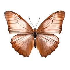 Common evening brown butterfly -  Melanitis leda 3. Transparent PNG. Generative AI