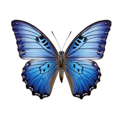 Common dotted-blue butterfly -  Euphilotes battoides 3. Transparent PNG. Generative AI