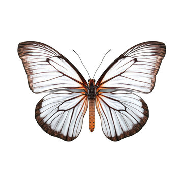 Eastern black veined white butterfly -  Aporia crataegi. Transparent PNG. Generative AI