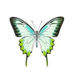 Pale swordtail butterfly -  Graphium eurypylus. Transparent PNG. Generative AI