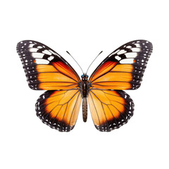 Plain tiger butterfly -  Danaus chrysippus 3. Transparent PNG. Generative AI