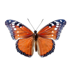 Queen butterfly -  Danaus gilippus 3. Transparent PNG. Generative AI