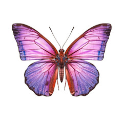 Purple hairstreak butterfly -  Neozephyrus quercus 3. Transparent PNG. Generative AI