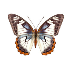 Obraz na płótnie Canvas Western white admiral butterfly - Limenitis arthemis 3. Transparent PNG. Generative AI