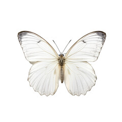 Fototapeta na wymiar Small white butterfly - Pieris rapae 3. Transparent PNG. Generative AI