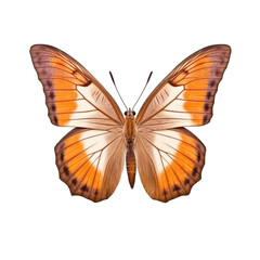 Western brown butterfly -  Heteronympha merope 3. Transparent PNG. Generative AI