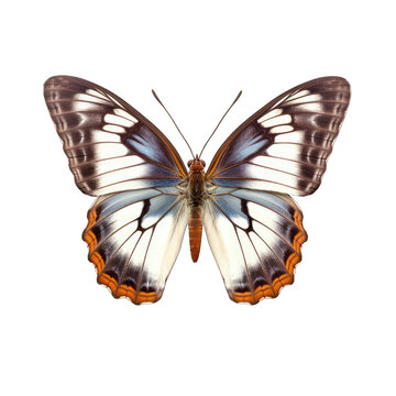Western white admiral butterfly -  Limenitis arthemis 3. Transparent PNG. Generative AI