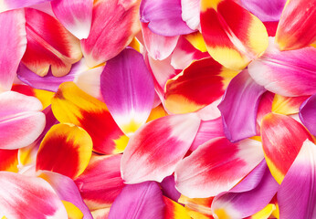 Colorful background of varicolored fresh delicate tulip flower