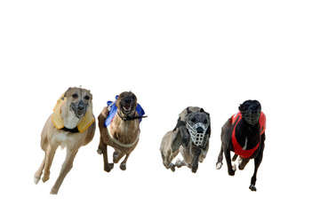 Front view of 4 greyhounds of 4 different colors running at full speed  on a white background.