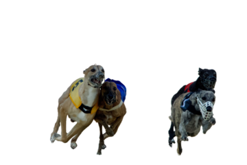 Front view of 4 greyhounds of 4 different colors running at full speed  on a white background.