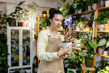 Portrait of smiling female florist in apron holding in hands pot with green plant standing in floral shop, looking away. Young woman gardener posing with houseplants at home.