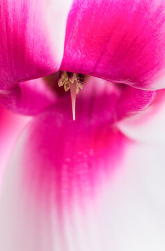 Close up of cyclamen persicum flower