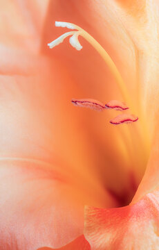 Close up of gladiolus orange flower