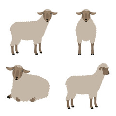 Cute sheep in four position