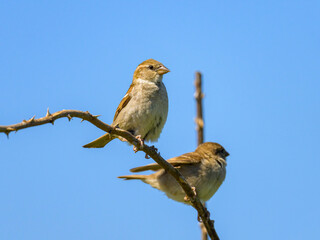 Two female house sparrows sitting on a twig