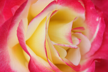 Fototapeta na wymiar natural background rose petals red with yellow closeup