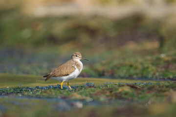 A Common Sandpiper walking near water looking for food