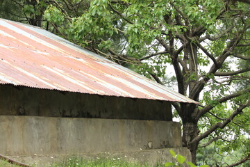 old house in the forest