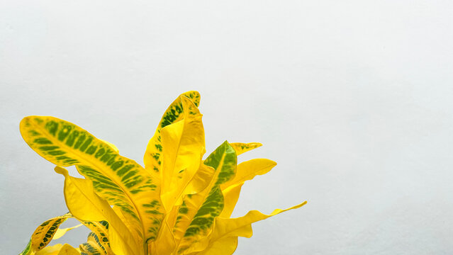 Yellow Codiaceae top on white wall background
