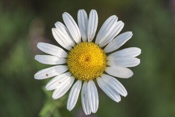 Obraz premium Daisy which has white or yellow flower with a yellow center.