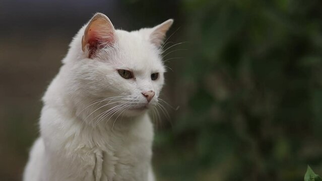close-up portrait of a street homeless white cat. White street cat close-up. a street homeless white cat portrait. horizontal orientation video