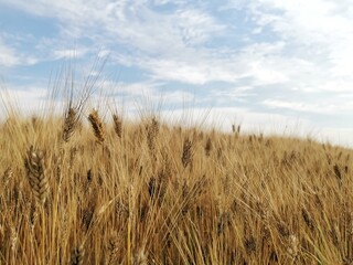 barley field in summer