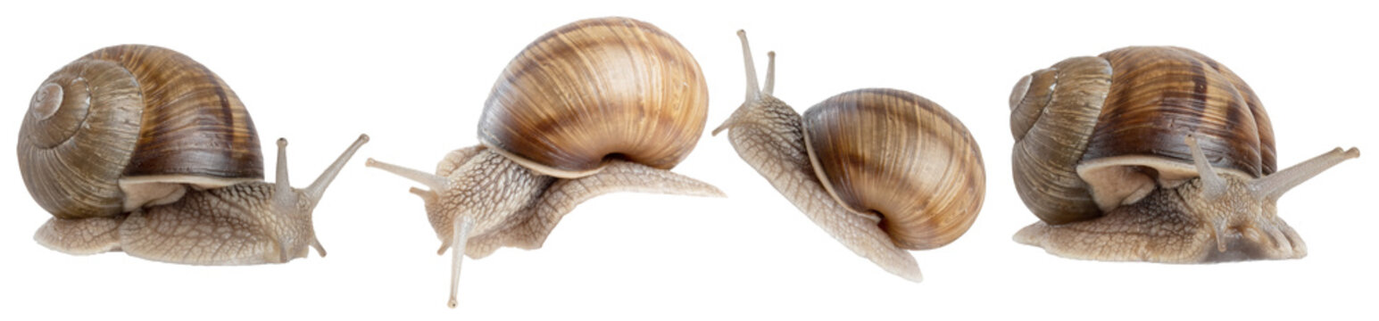 Close up of a common brown garden snail isolated on transparent background