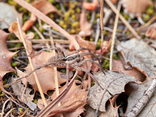 Wolf spider in a natural environment. Family Lycosidae.