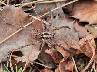 Wolf spider in a natural environment. Family Lycosidae.