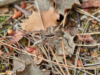 Wolf spider in a natural environment. Family Lycosidae.