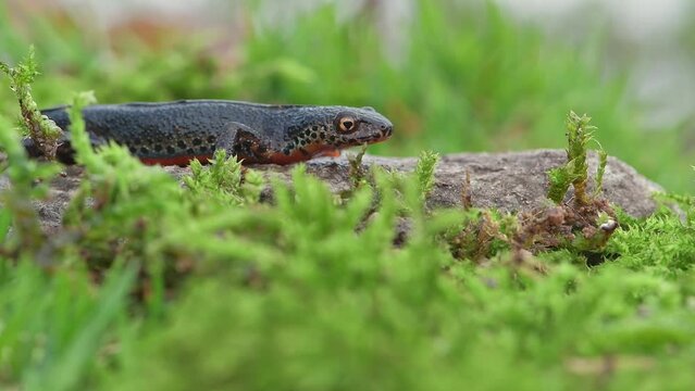 On the rock, the Alpine newt male in the breeding season (Ichthyosaura alpestris)