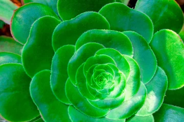 Schilderijen op glas Closeup of Green rosettes of Succulent Geometric. Green Saucer Succulent plant with pagoda-shaped corolla. Houseplant Aeonium urbicum © oksanatukane