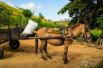 Burro puxando a carro de serviço na fazenda, animal bem tratado.