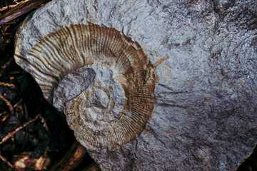 Fossile d'un coquillage incrusté dans une pierre sur un fond en copeaux de bois - obrazy, fototapety, plakaty