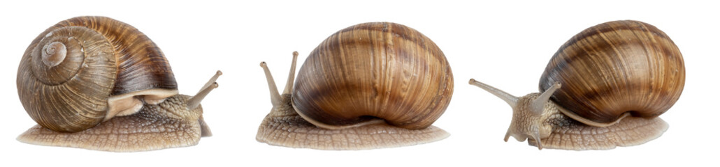 Close up of a common brown garden snail isolated on transparent background