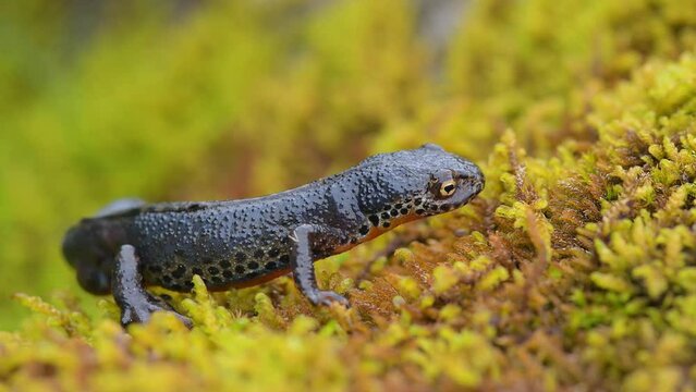 The Alpine newt on lichens (Ichthyosaura alpestris)
