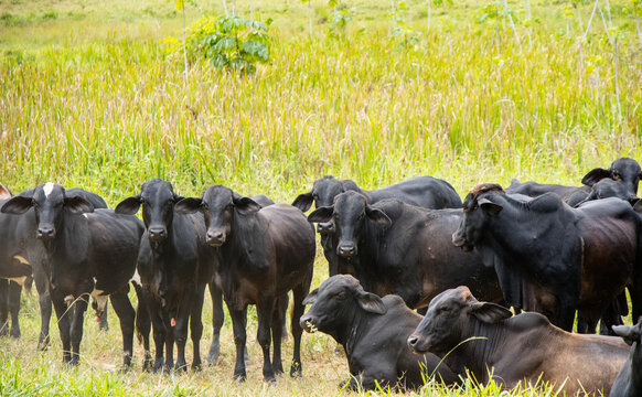rebanho de gado, boi, descan&ccedil;ando no pasto. em uma fazenda de Minas Gerais