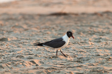 black headed gull