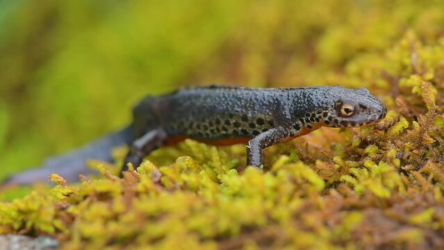 A wonderful amphibious of Europe, the Alpine newt in the breeding season (Ichthyosaura alpestris)