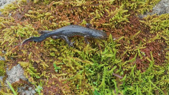 The Alpine newt on lichens (Ichthyosaura alpestris)