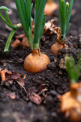Sprouted onion bulbs in the ground. Selective focus. nature.