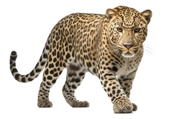 An adult standing leopard isolated (Generative AI, Generativ, KI)