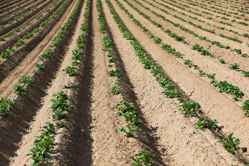 Fototapeta na wymiar potato field with young potato plants