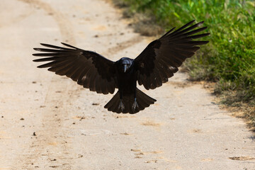 detail of a crow landing with spread wings